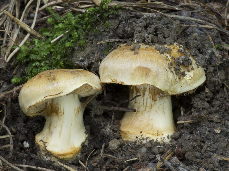 Cortinarius humolens